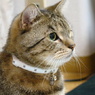愛猫うめぼし