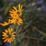 写真句：菊芋の花・横