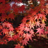秋の京都（１）