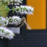 写真句：ミントの花に蜂