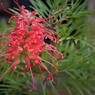 オレンジの虫？　花です