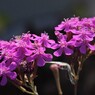 ムシトリナデシコに聞く