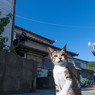おはようさんだニャ