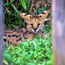 何見とんねん！見世物やないゾー、動物園やけど