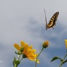 写真句：花の森のてふてふ13：菊芋に揚羽蝶２