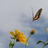 写真句：菊芋に揚羽蝶２