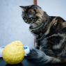 猫とジャイアントレモン