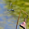蓮池を飛ぶシオカラトンボ