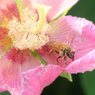 とある1日〜ハッチと芙蓉