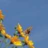 写真歌：花の森のてふてふ17：菊芋に揚羽蝶７