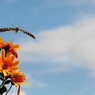 写真エッセイ：花の森のてふてふ18：菊芋に揚羽蝶８：さらば黄揚羽