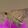 セセリと花