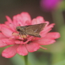 セセリと花