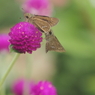 セセリと花