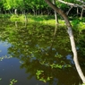 湖面の森