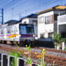 キバナコスモスと東京メトロ