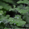 緑１