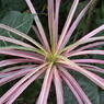 photo_983219