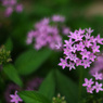 ＰＥＮＴＡＸ－Ａ ５０ｍｍ Ｆ1.2 で撮影“花”