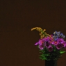 野の花