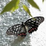 写真エッセイ：花の森のてふてふ20：赤星胡麻斑（あかぼしごまだら)