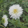小出川彼岸花