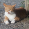 三渓園の猫