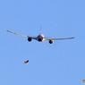 「SKY」鳥と一緒に飛ぶ JET？