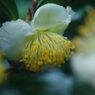 万来　お茶の花