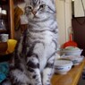 せいかつかんまるだしのなかにひかる、