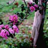 写真句：百日紅