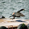 飛びます・飛びます♪②