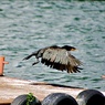 飛びます・飛びます♪③