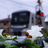 白朝顔と踏切と電車と