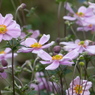 秋の花