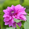 秋の花