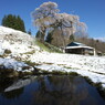 逆さ桜