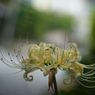 万来　曼珠沙華