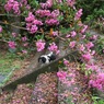 写真エッセイ：Belle のいる公園
