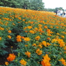 キバナコスモス　ひたちなか海浜公園