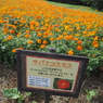 キバナコスモス　ひたちなか海浜公園