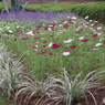 神代植物公園の花壇3