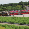 緑のコキア　ひたち海浜公園