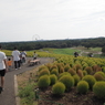 緑のコキア　ひたち海浜公園