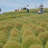 緑のコキア　ひたち海浜公園
