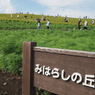 緑のコキア　ひたち海浜公園