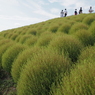 緑のコキア　ひたち海浜公園