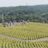 緑のコキア　ひたち海浜公園