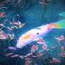モネの池の彩２
