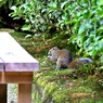 可愛いが困ったちゃんの侵入者(外来生物)